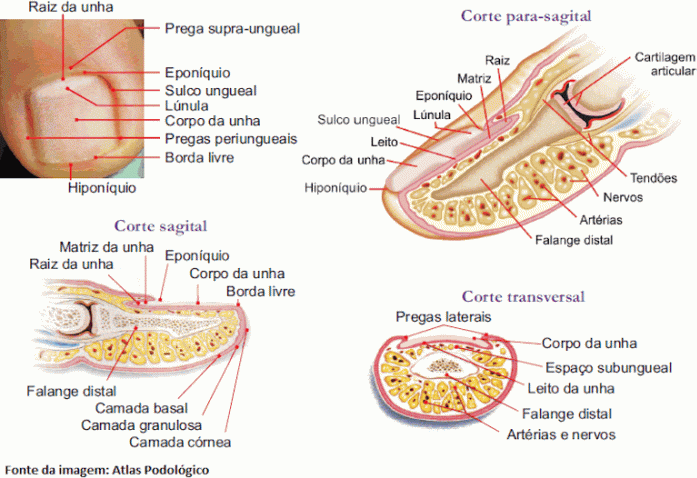 Estrutura da unha meramente ilustrativa